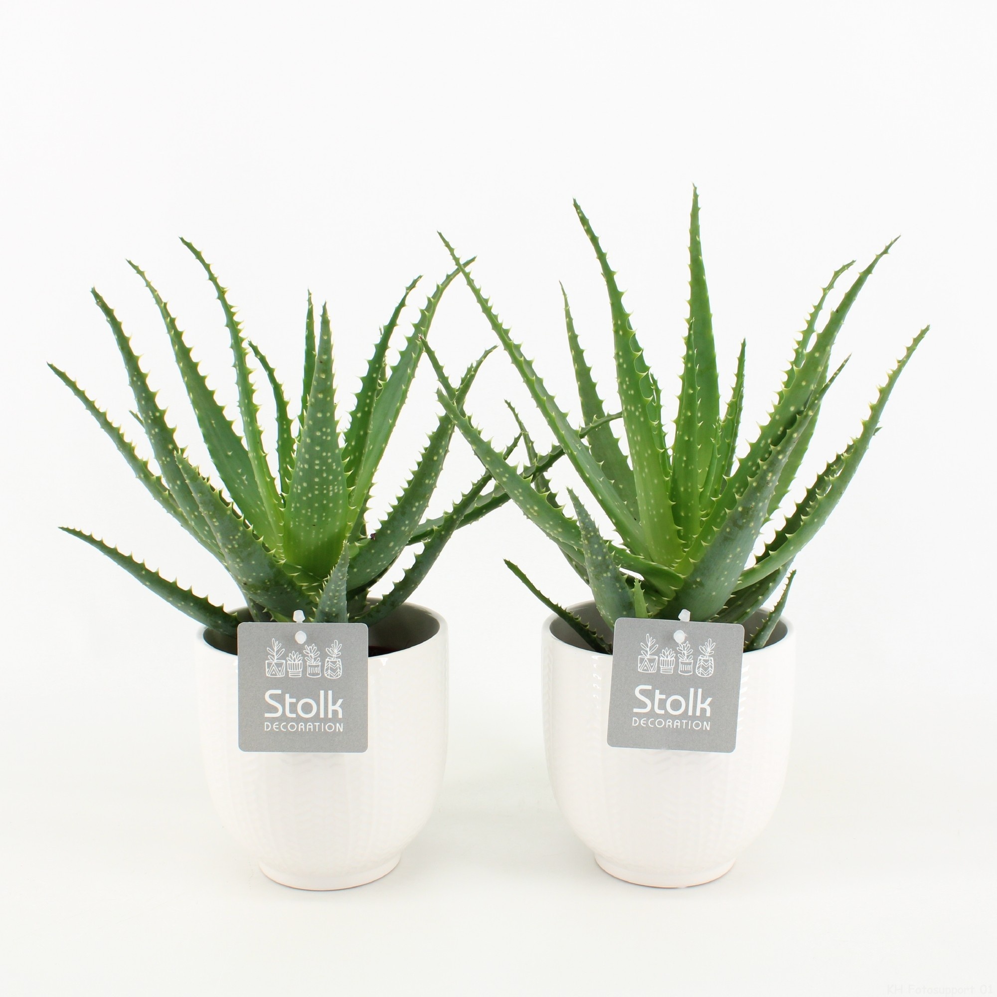 Aloe Arborescens Keramiek Liv